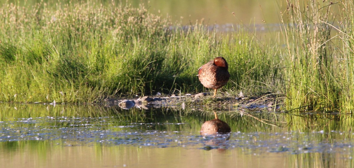 Cinnamon Teal - ML620761049