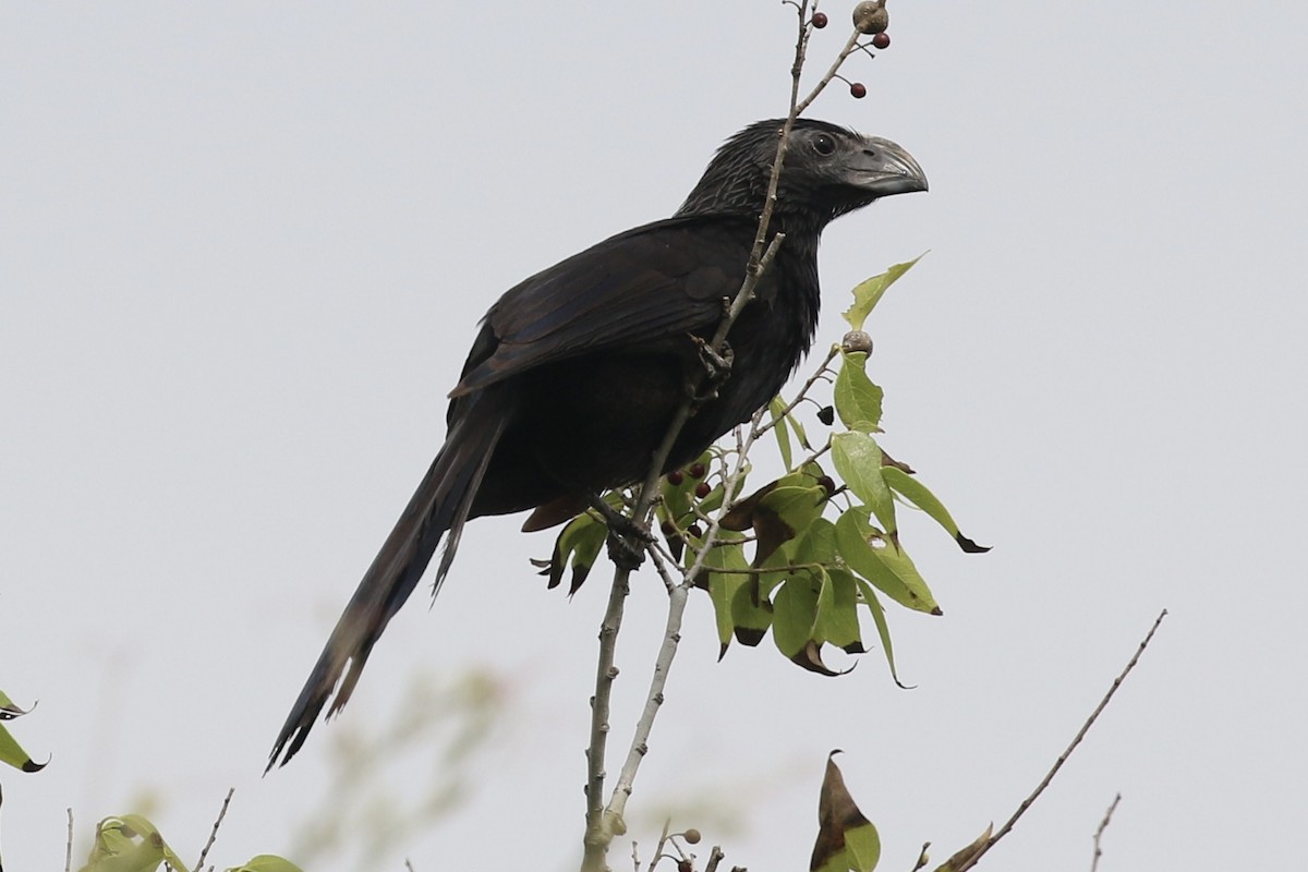 Groove-billed Ani - Willy Hutcheson