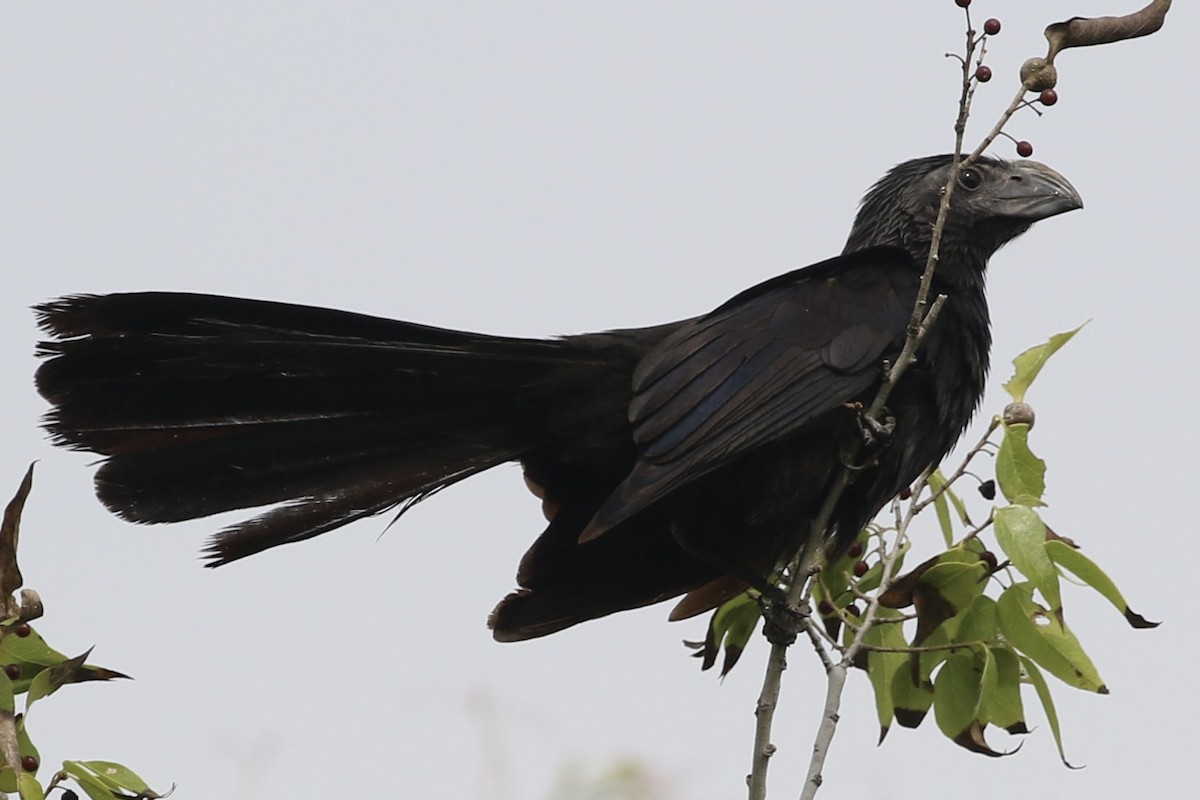 Groove-billed Ani - ML620761051