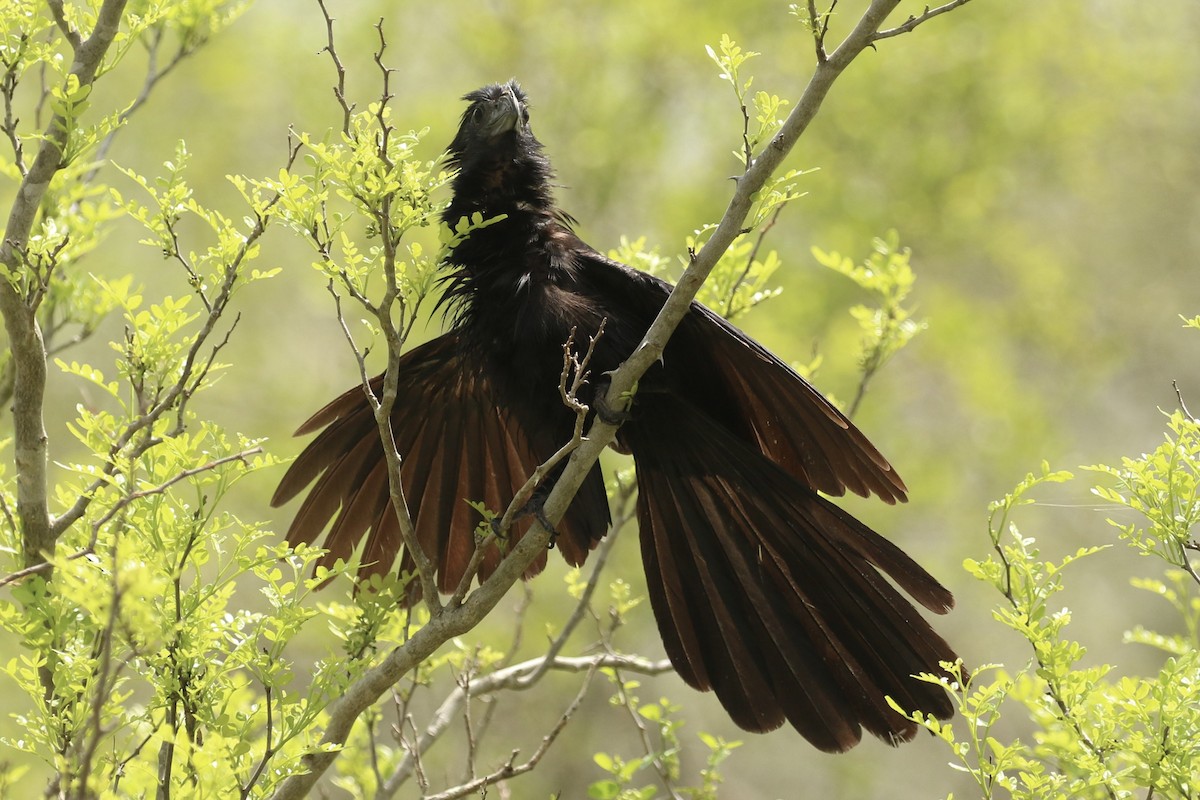 Groove-billed Ani - ML620761052