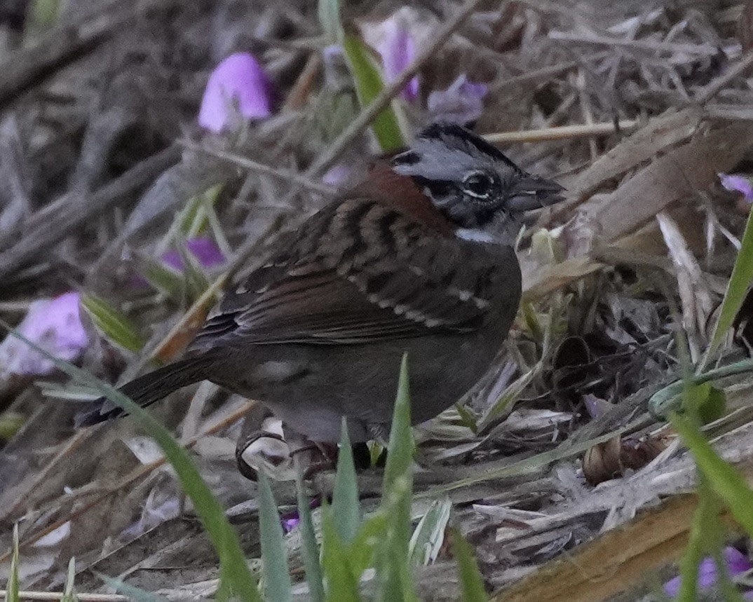 Rufous-collared Sparrow - ML620761060