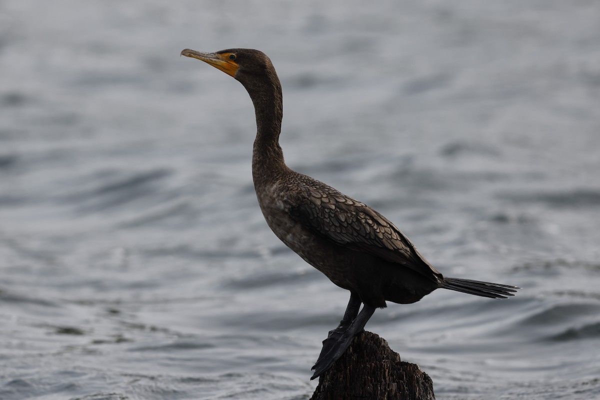 Double-crested Cormorant - ML620761062