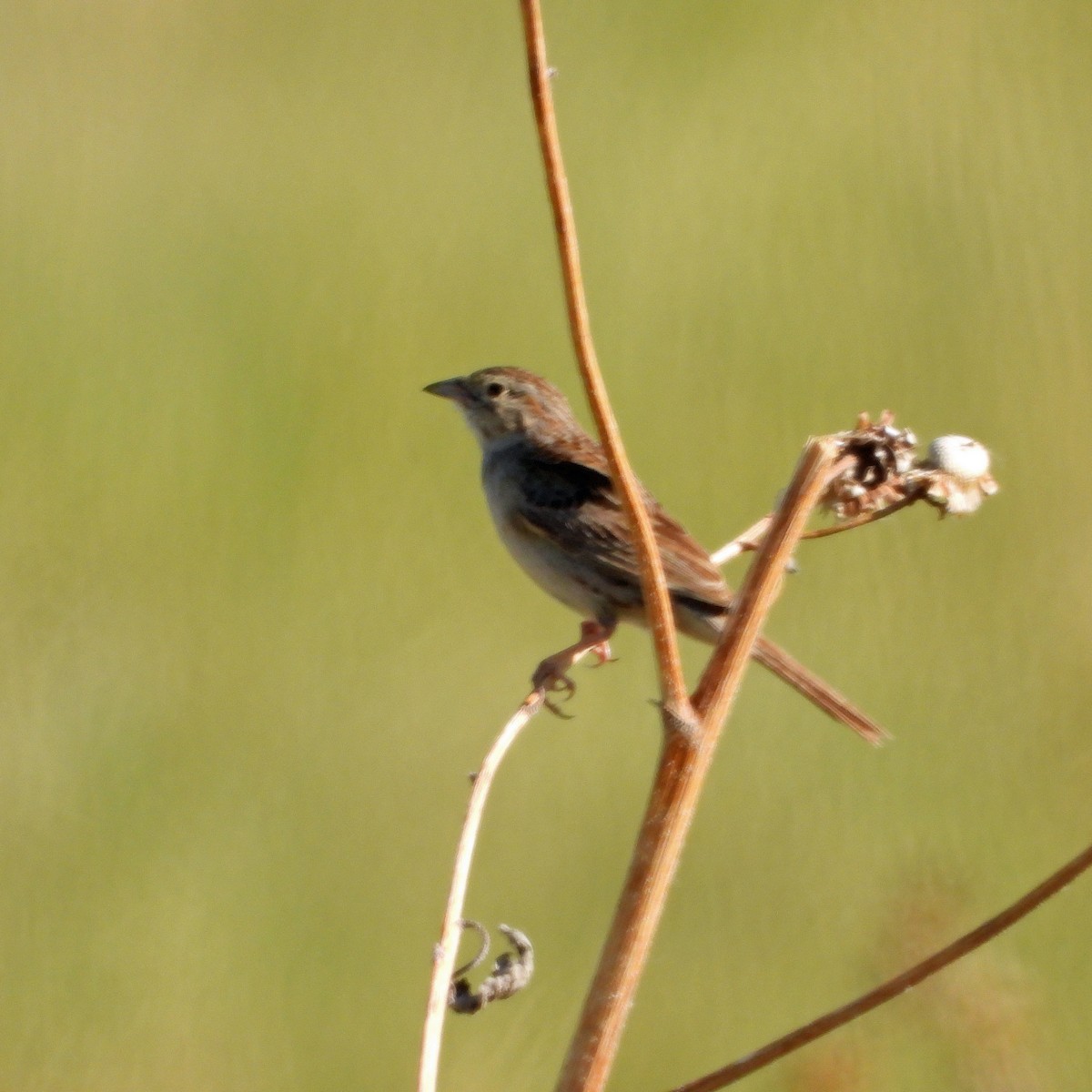 Cassin's Sparrow - ML620761064