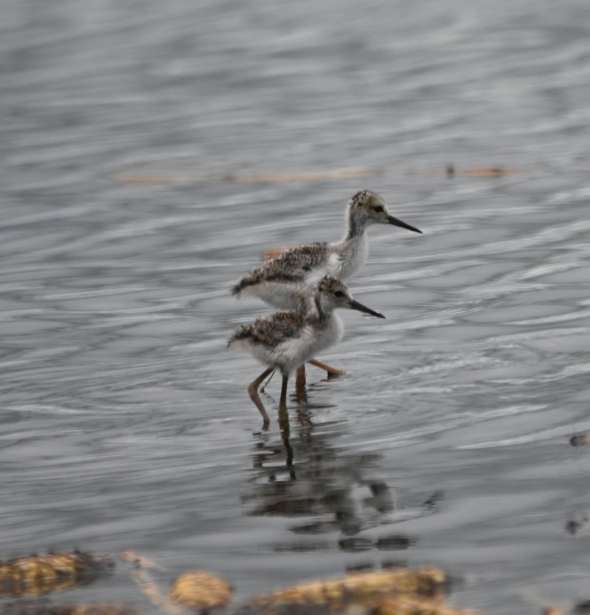 Black-necked Stilt - ML620761066