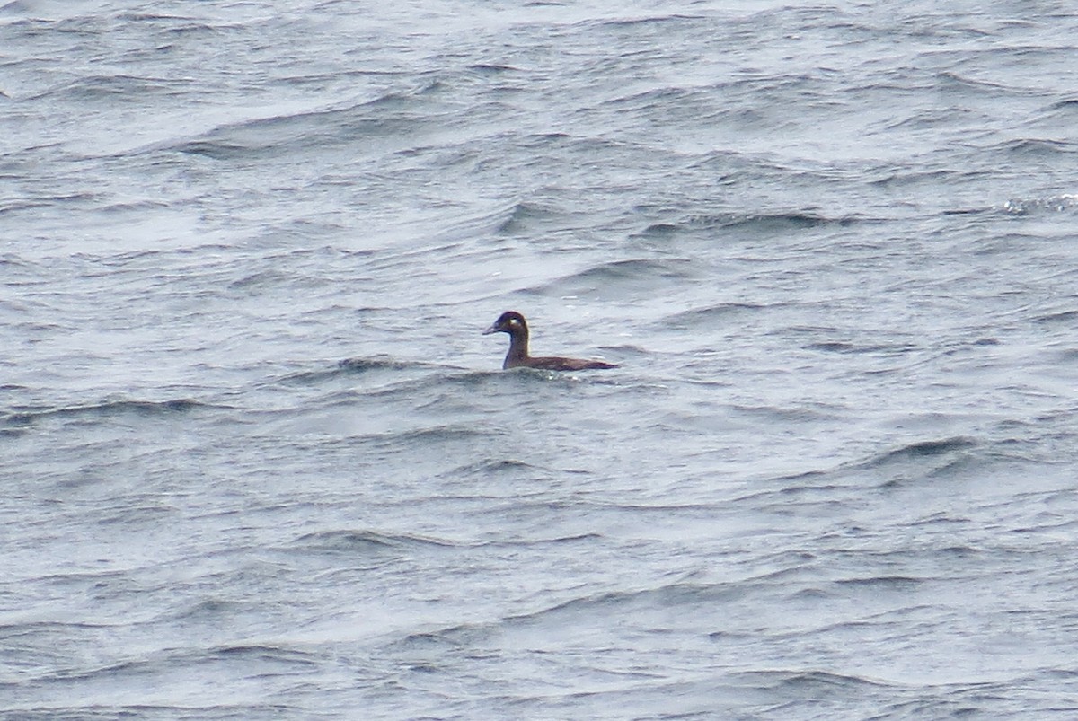 Surf Scoter - ML620761069