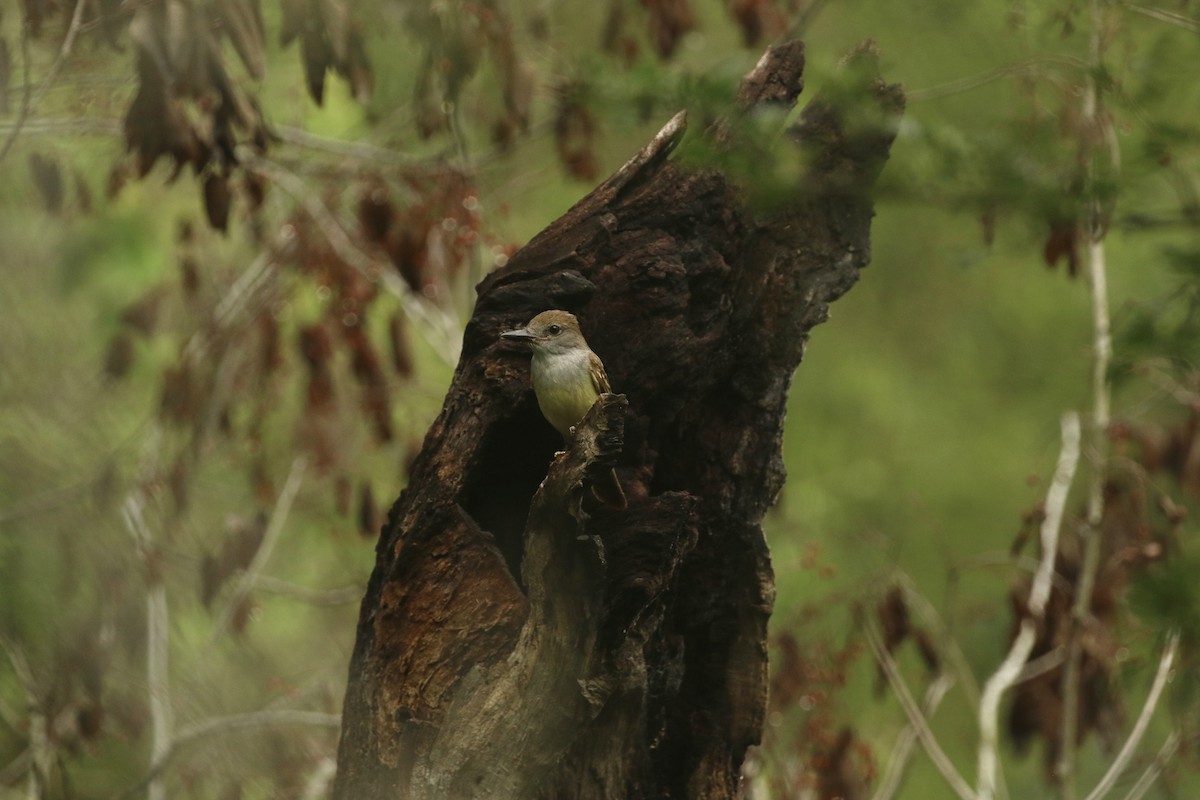 Brown-crested Flycatcher - ML620761071