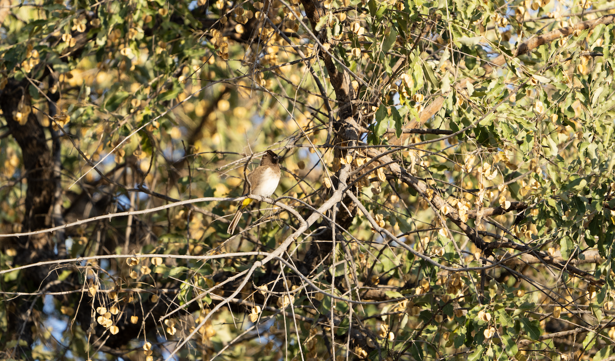 Black-fronted Bulbul - ML620761081