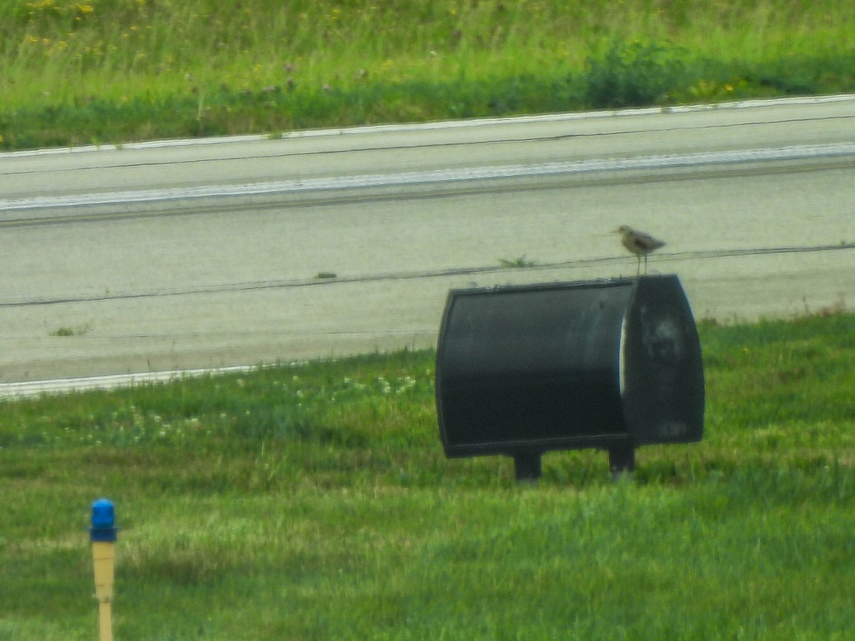 Upland Sandpiper - ML620761085