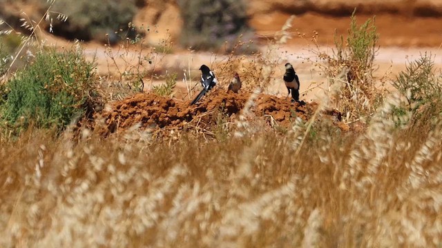 Eurasian Magpie - ML620761086