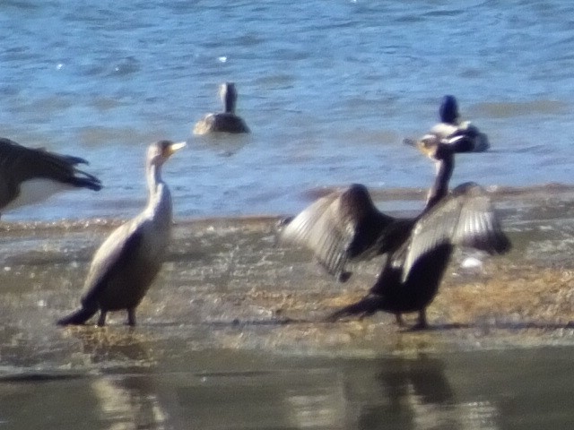 Double-crested Cormorant - ML620761088