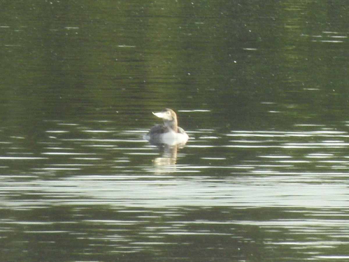 Yellow-billed Loon - ML620761090