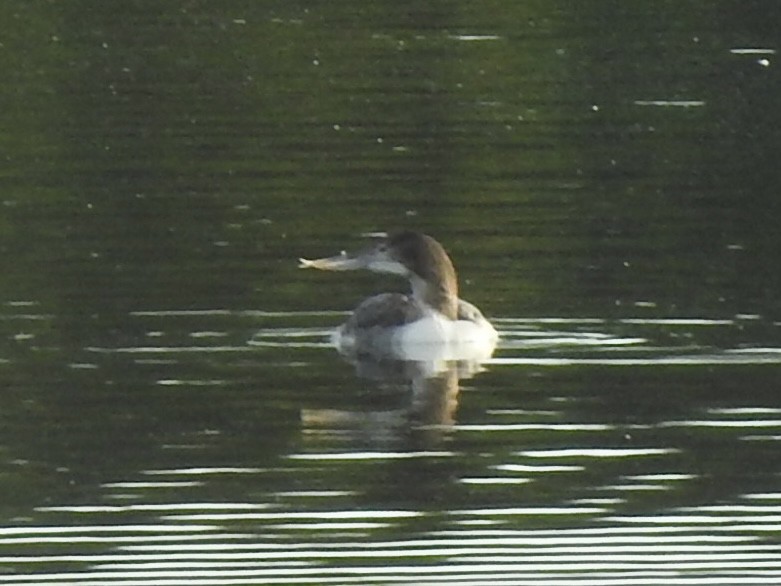 Yellow-billed Loon - Terry Crowe