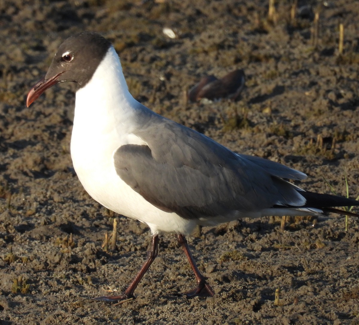 Gaviota Guanaguanare - ML620761095