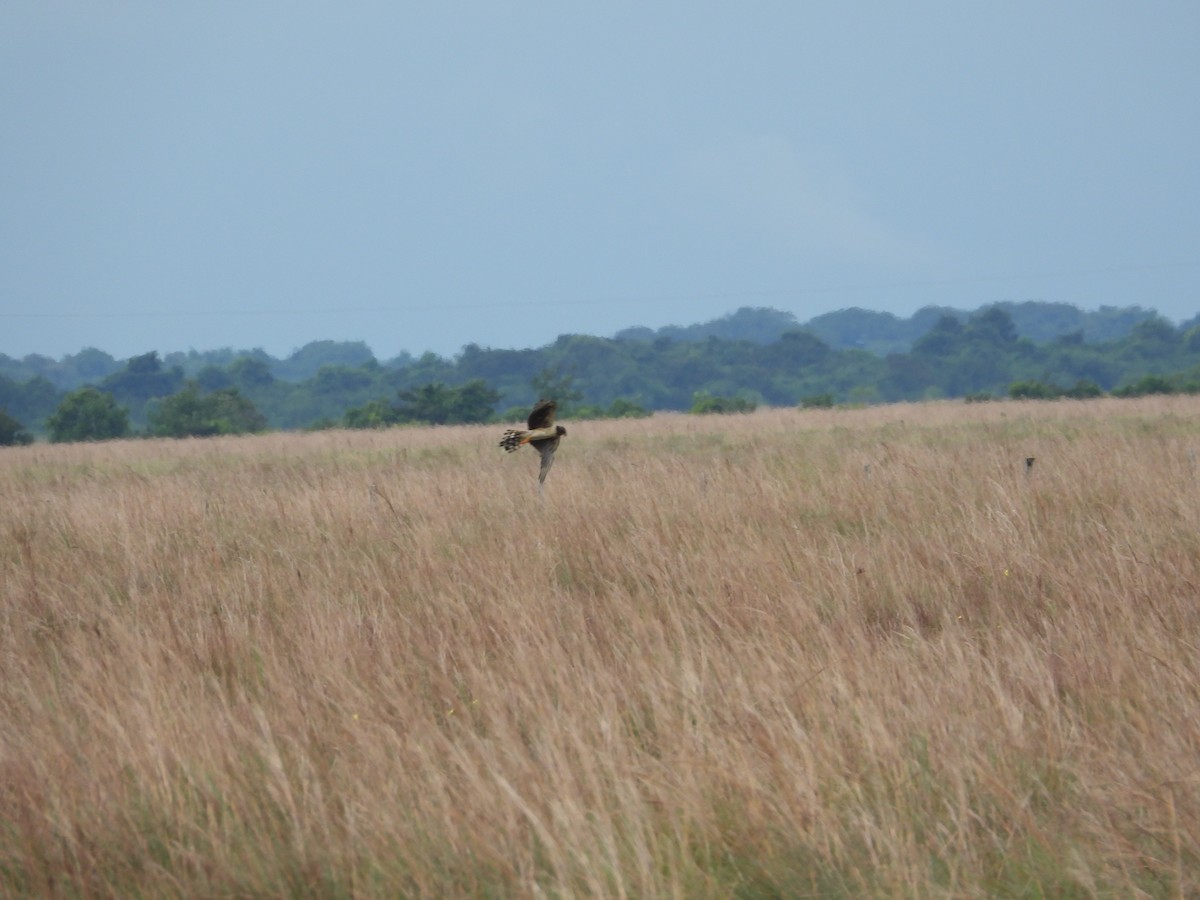 Long-winged Harrier - ML620761101