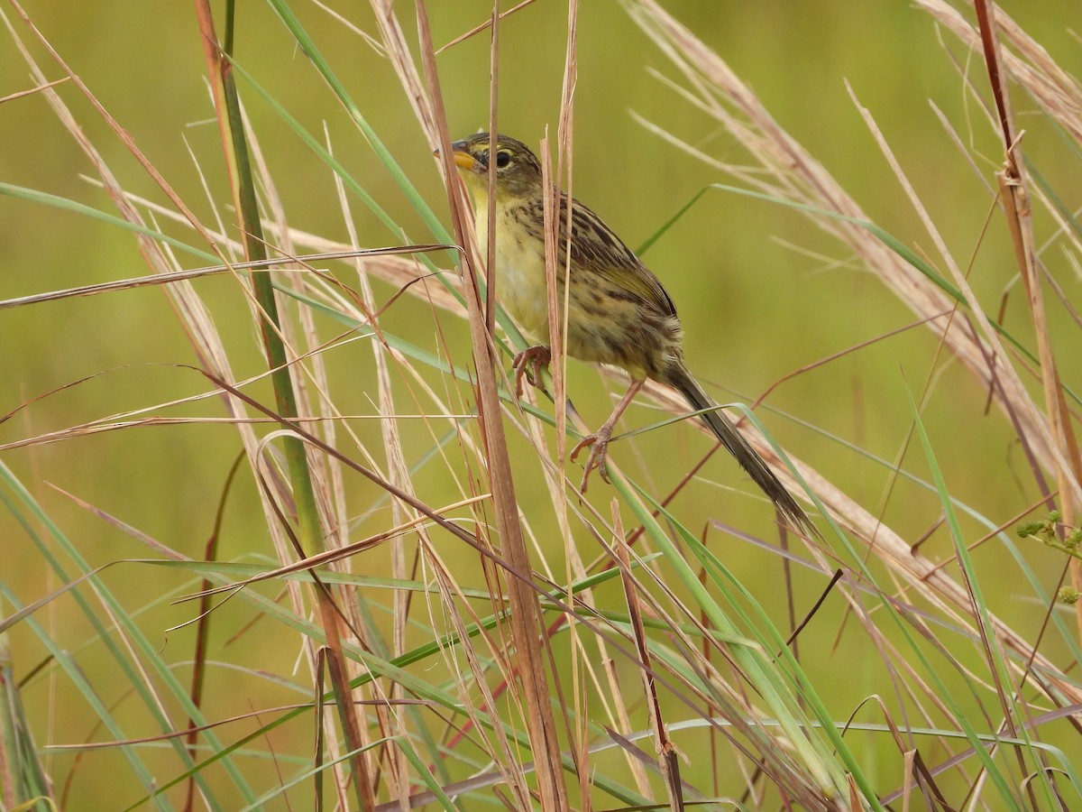 Wedge-tailed Grass-Finch - ML620761105