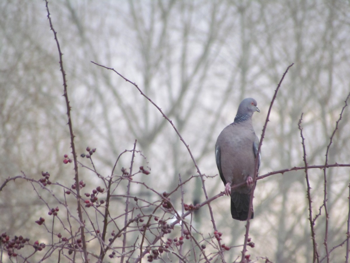 Picazuro Pigeon - ML620761110