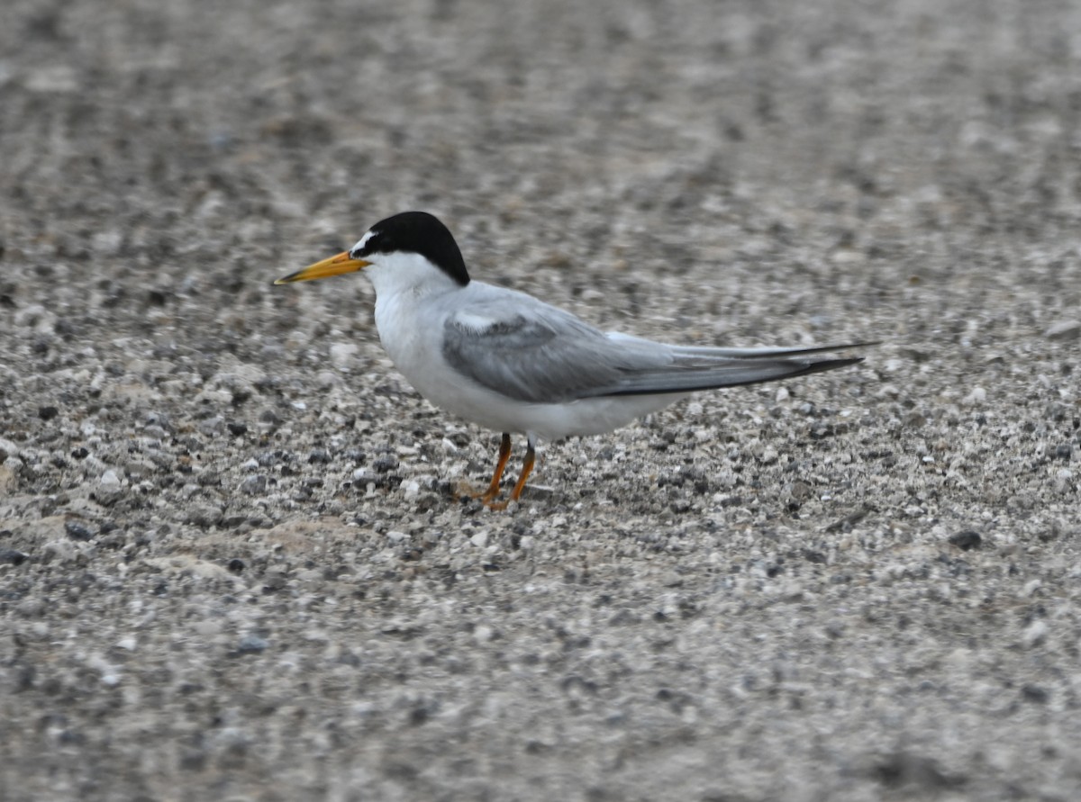 Least Tern - ML620761111