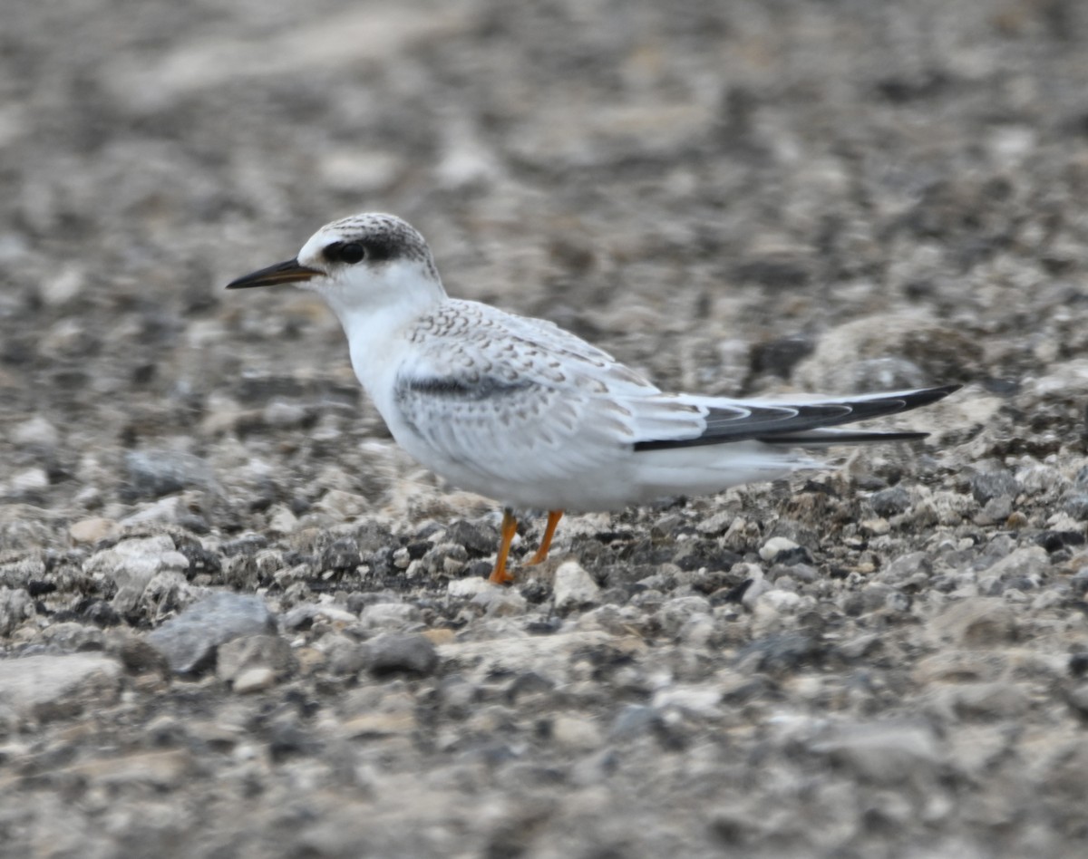 Least Tern - ML620761116