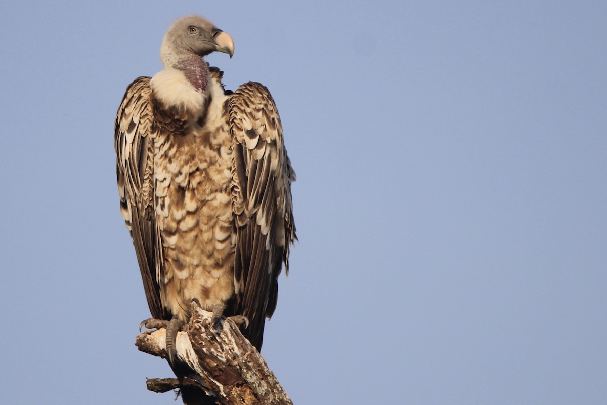 White-backed Vulture - ML620761118