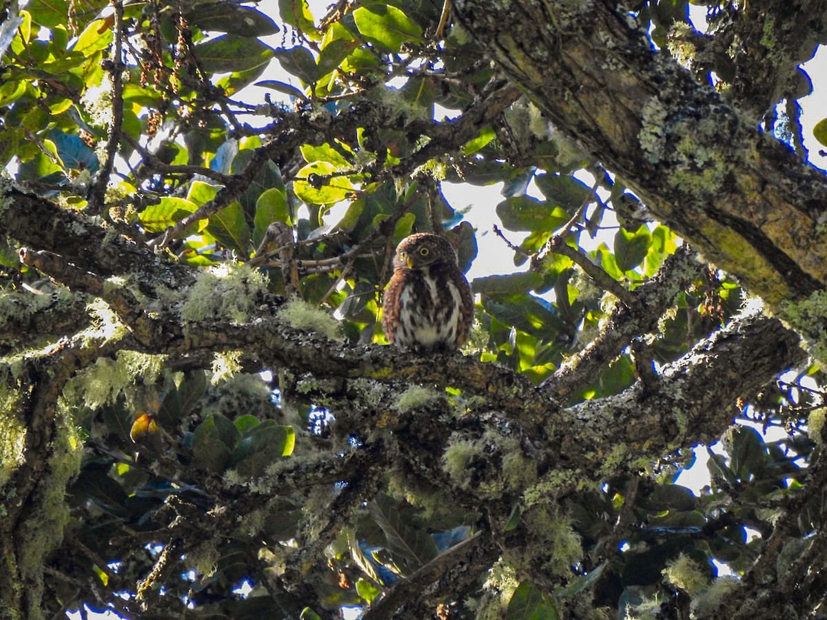 Costa Rican Pygmy-Owl - ML620761121