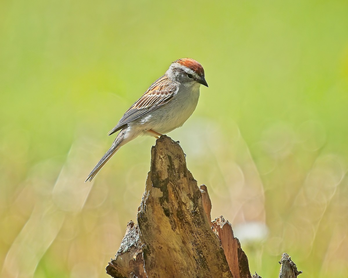 Chipping Sparrow - ML620761127