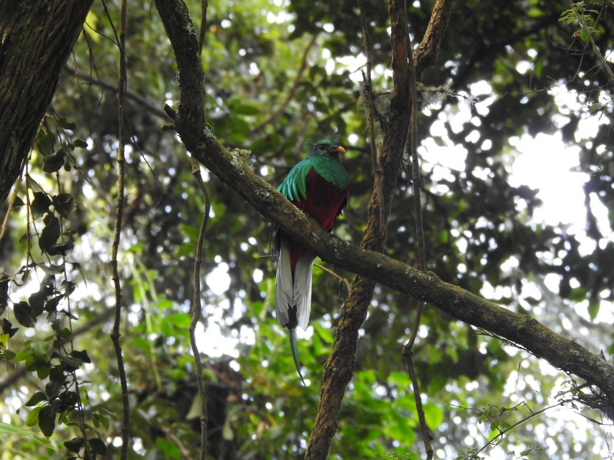 Quetzal resplendissant - ML620761128