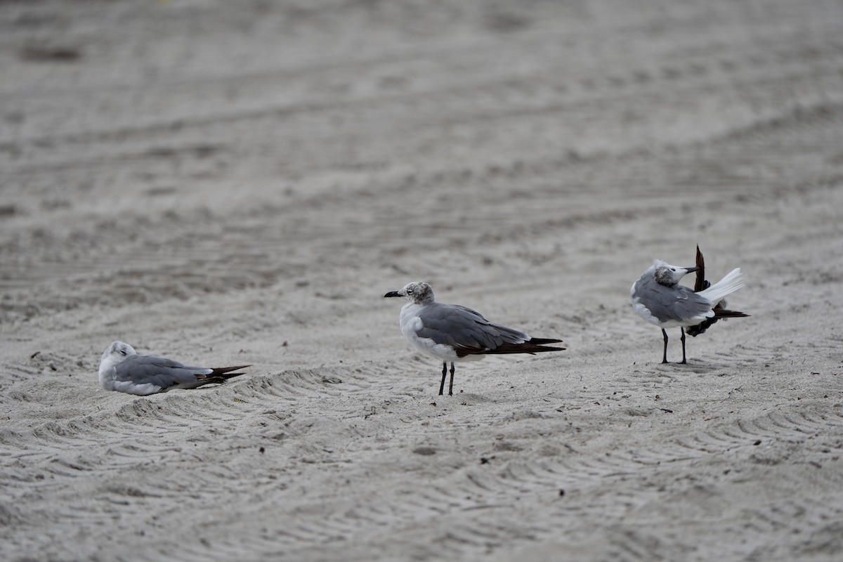 Laughing Gull - ML620761129