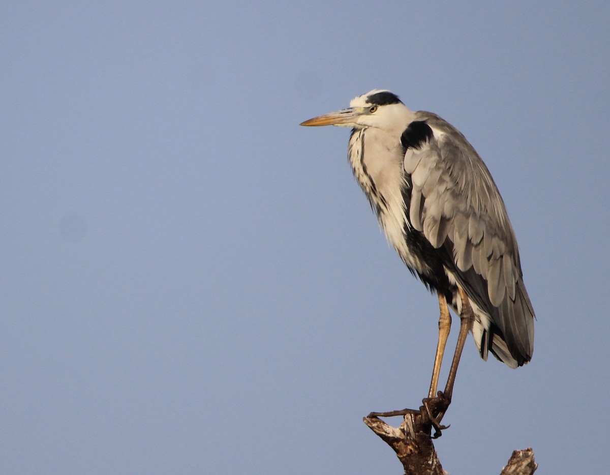 Gray Heron - ML620761150