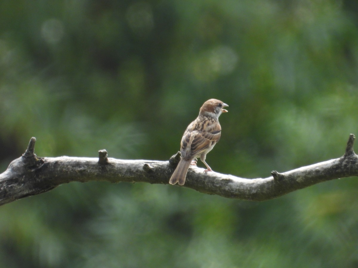 Eurasian Tree Sparrow - ML620761152