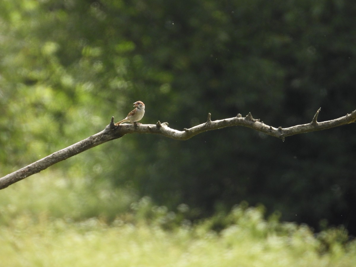 Eurasian Tree Sparrow - ML620761153