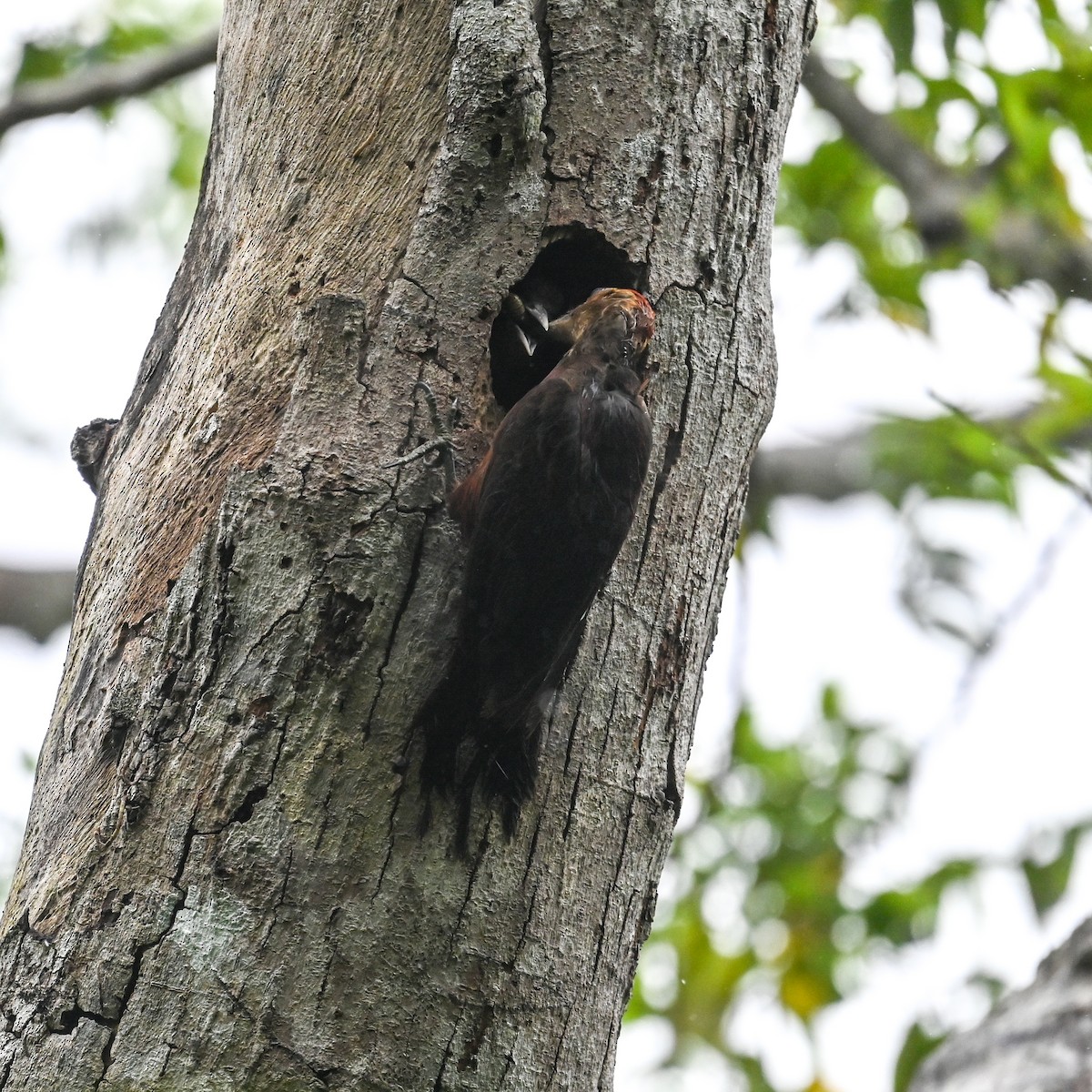 Okinawa Woodpecker - ML620761155