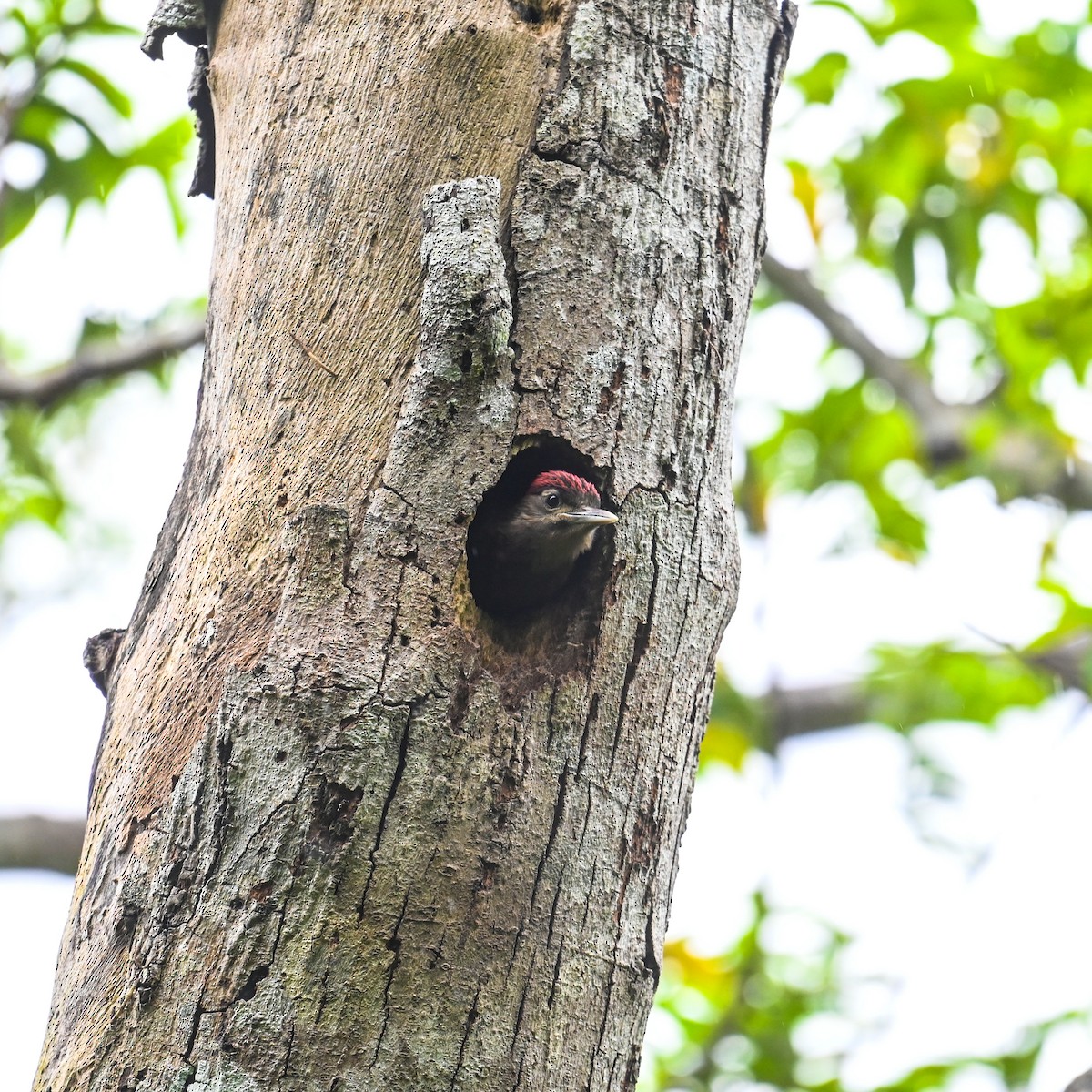 Okinawa Woodpecker - ML620761163