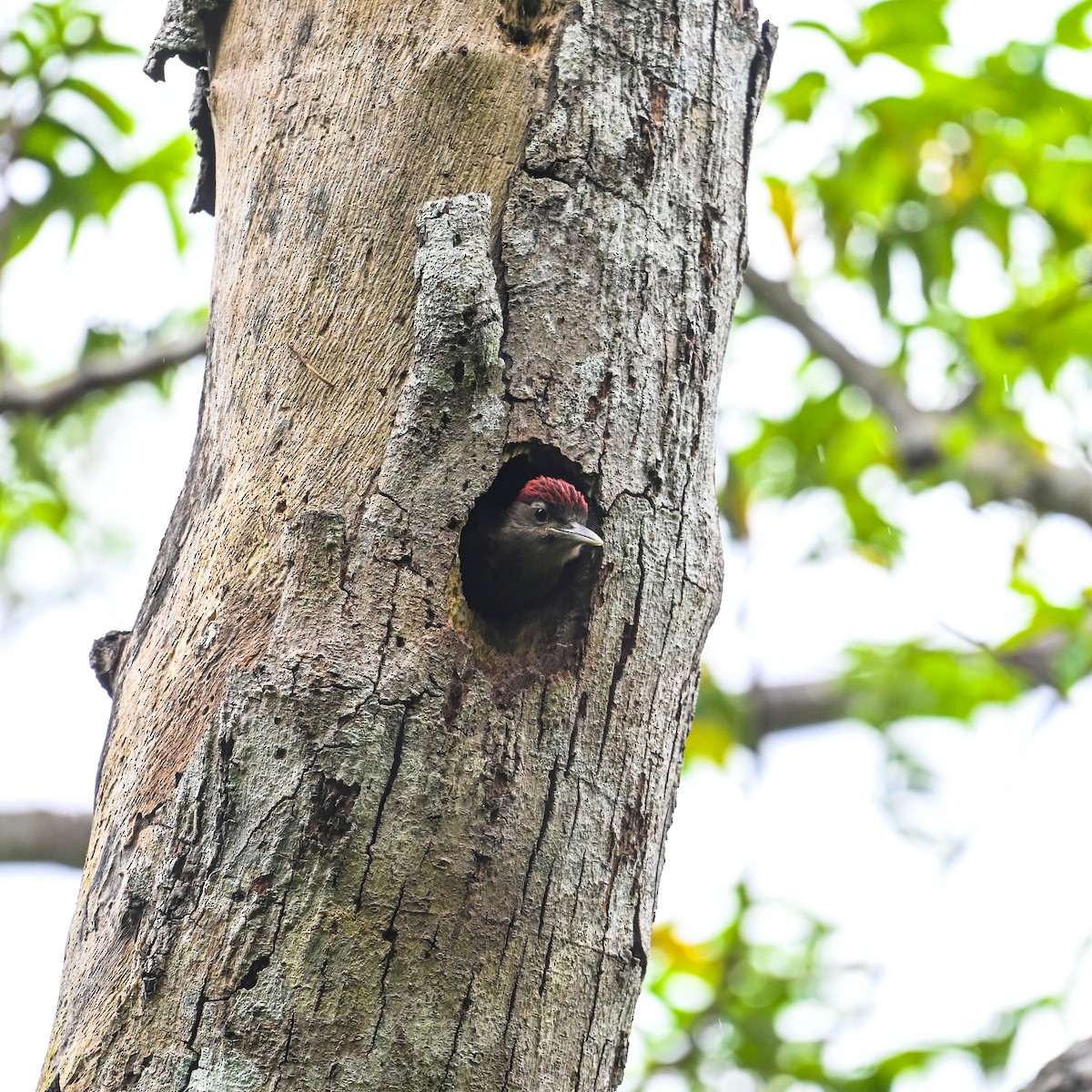 Okinawa Woodpecker - ML620761164