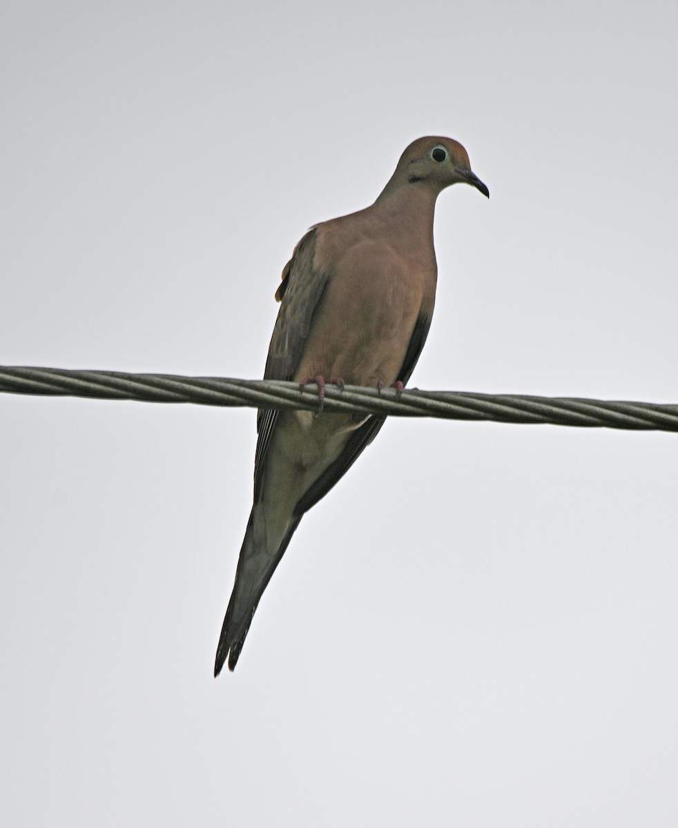 Mourning Dove - ML620761177