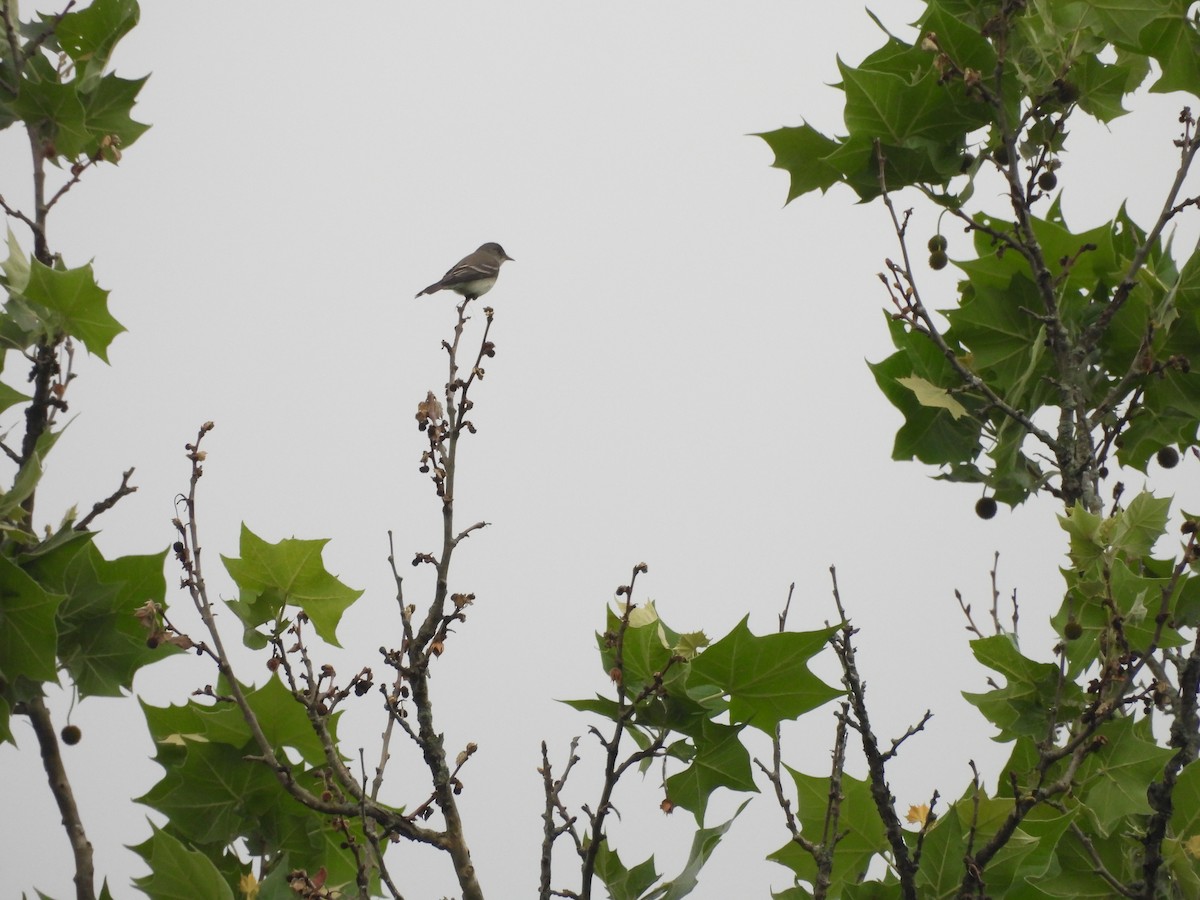 Eastern Wood-Pewee - ML620761181