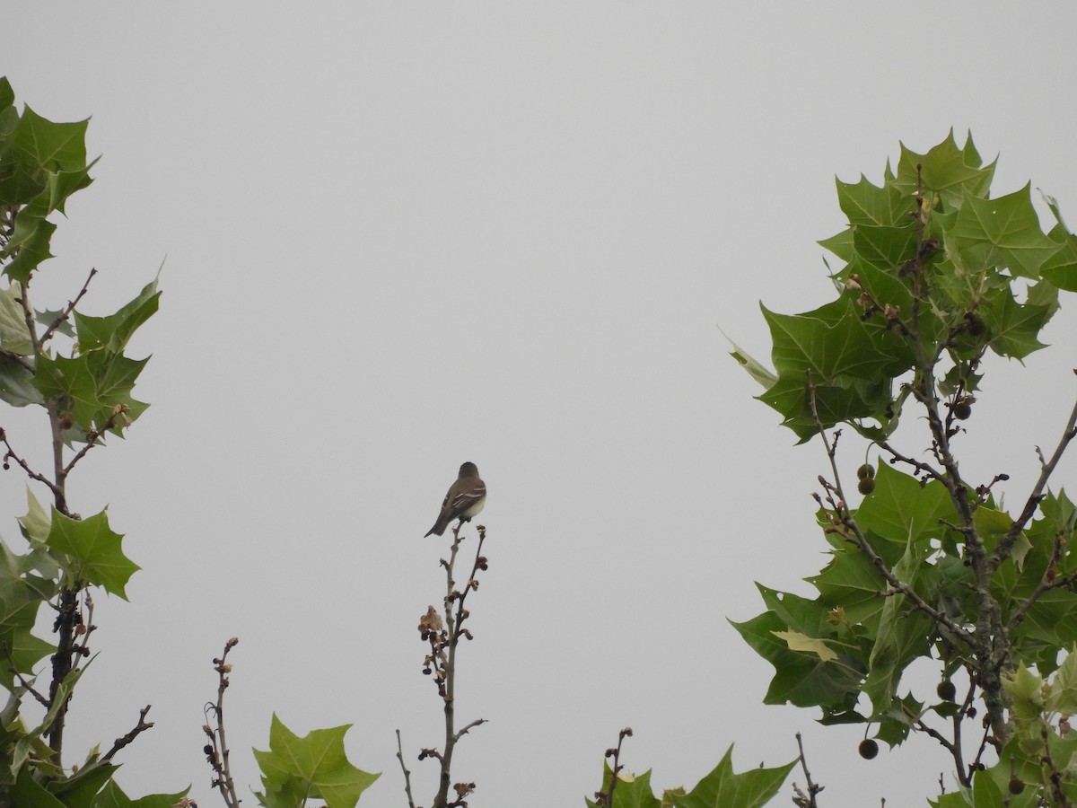 Eastern Wood-Pewee - ML620761184