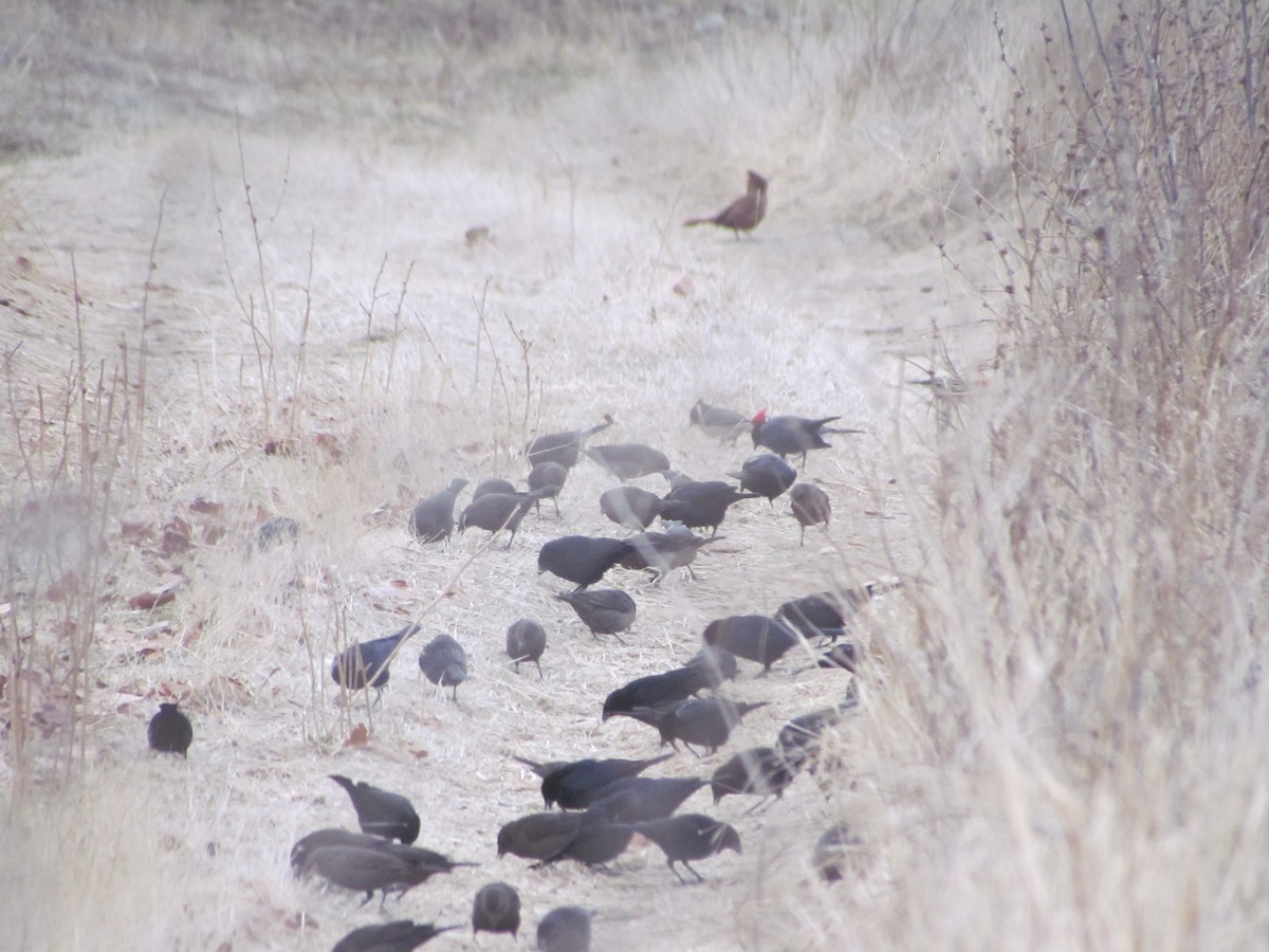 Shiny Cowbird - ML620761189