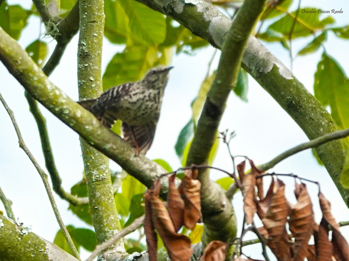 Band-backed Wren - ML620761195