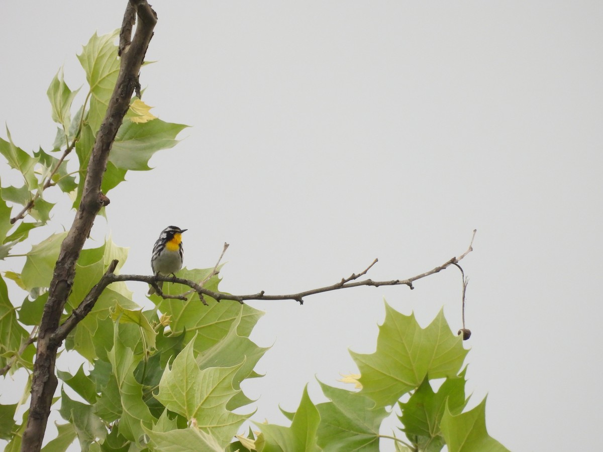 Yellow-throated Warbler - ML620761196