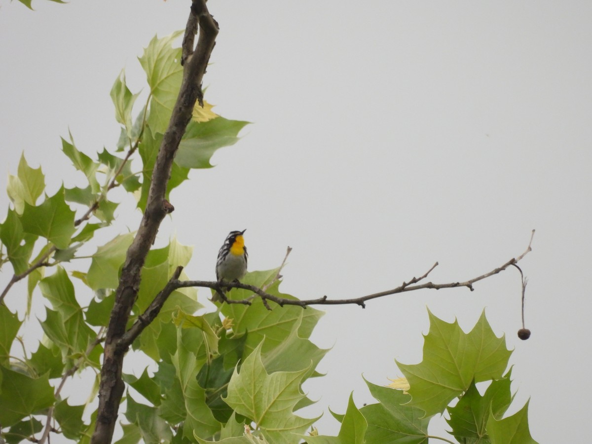 Yellow-throated Warbler - ML620761203