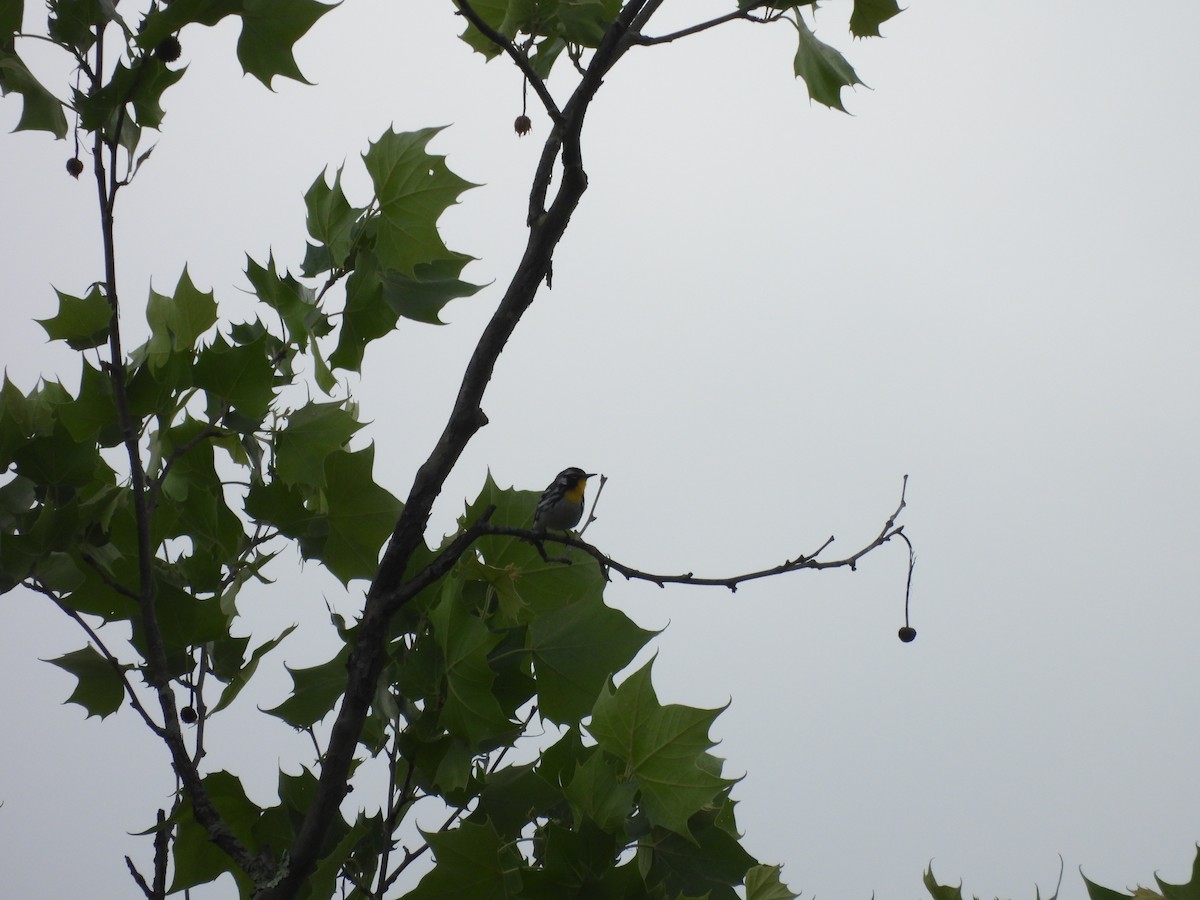 Yellow-throated Warbler - ML620761205