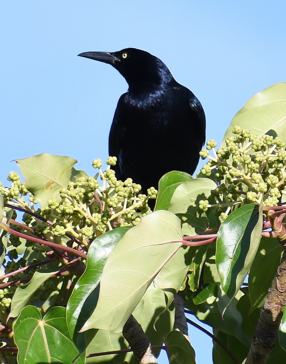 Great-tailed Grackle - ML620761209