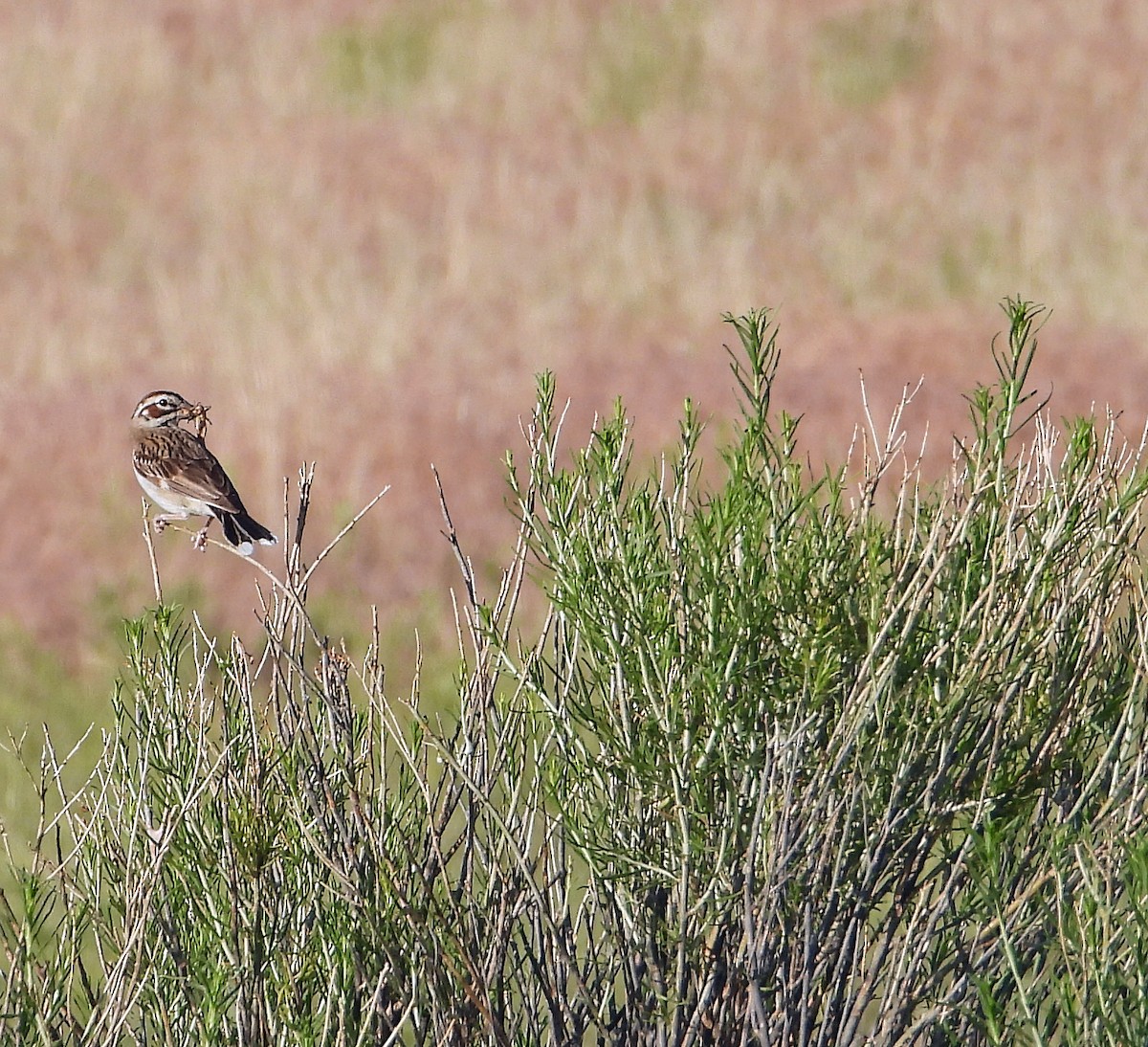 Lark Sparrow - ML620761210