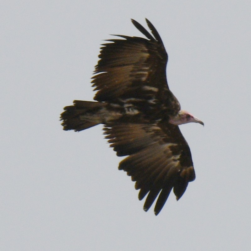 Hooded Vulture - ML620761211