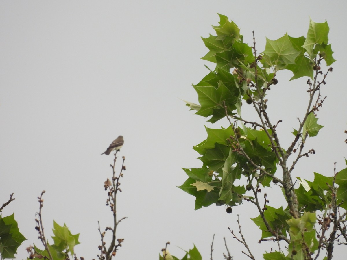 Eastern Wood-Pewee - ML620761220