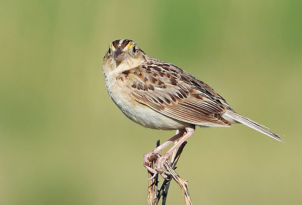 Grasshopper Sparrow - Jack Robinson