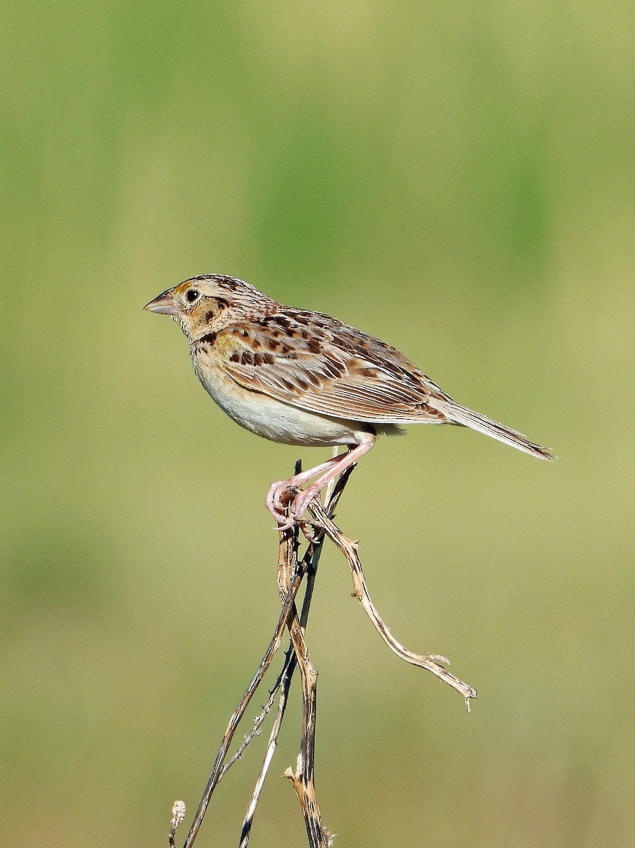 Grasshopper Sparrow - ML620761226