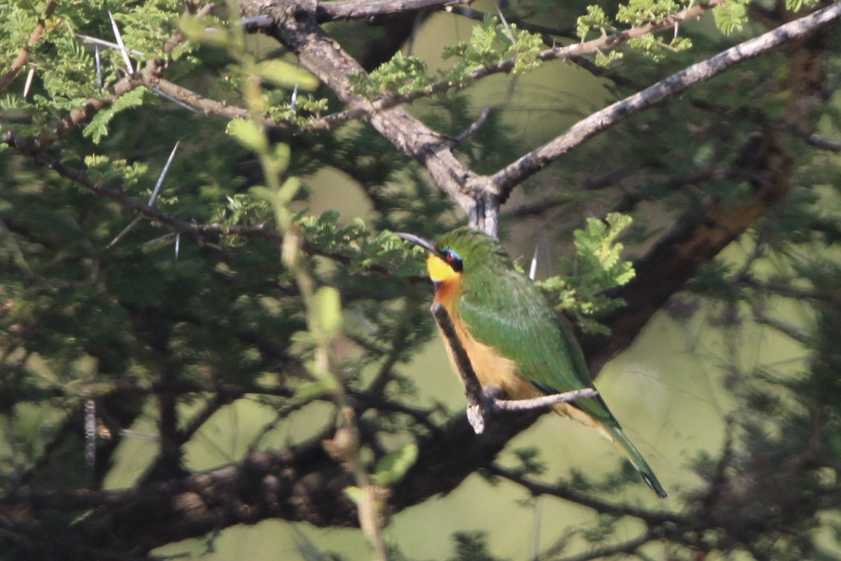 Little Bee-eater - ML620761235