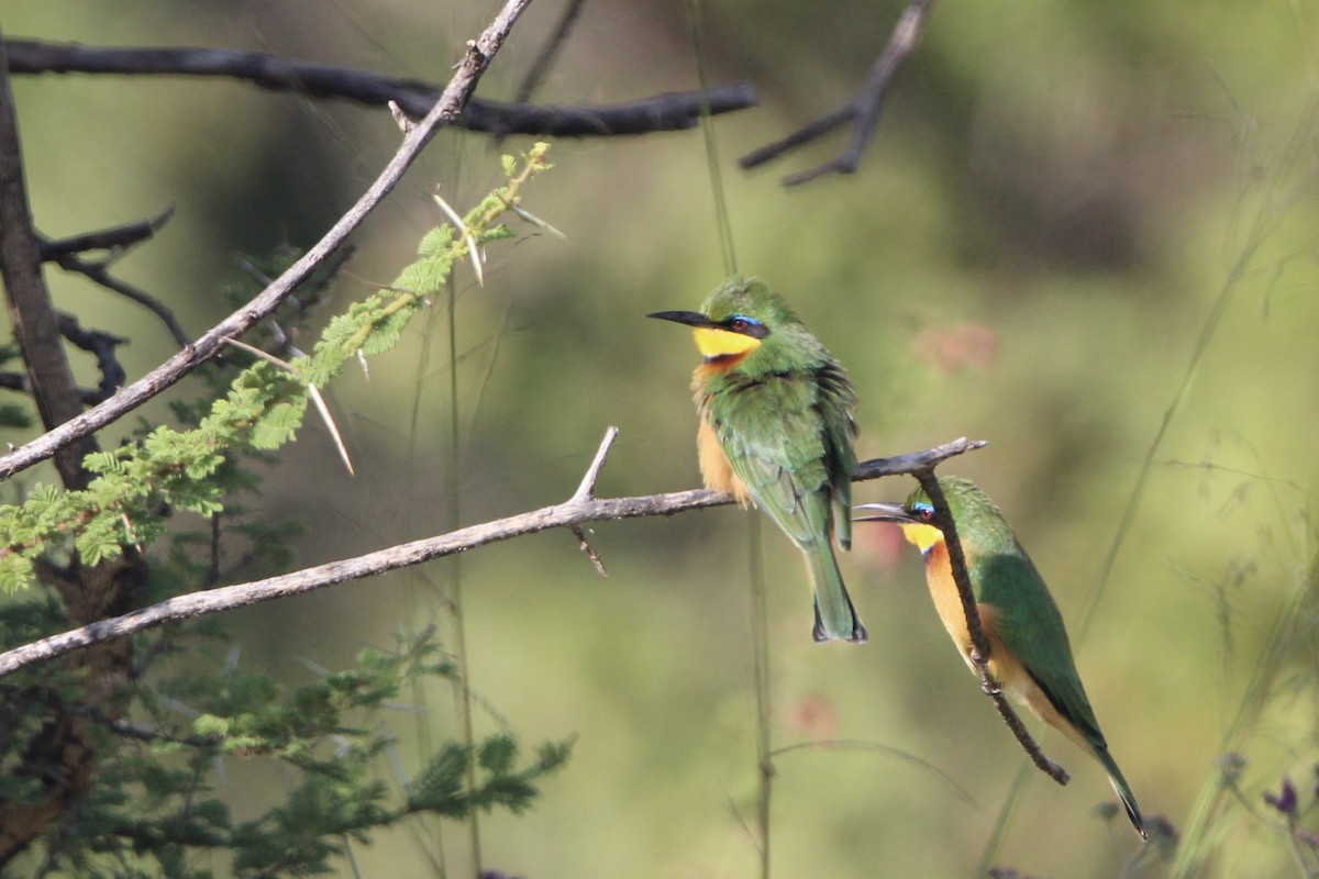 Little Bee-eater - ML620761236