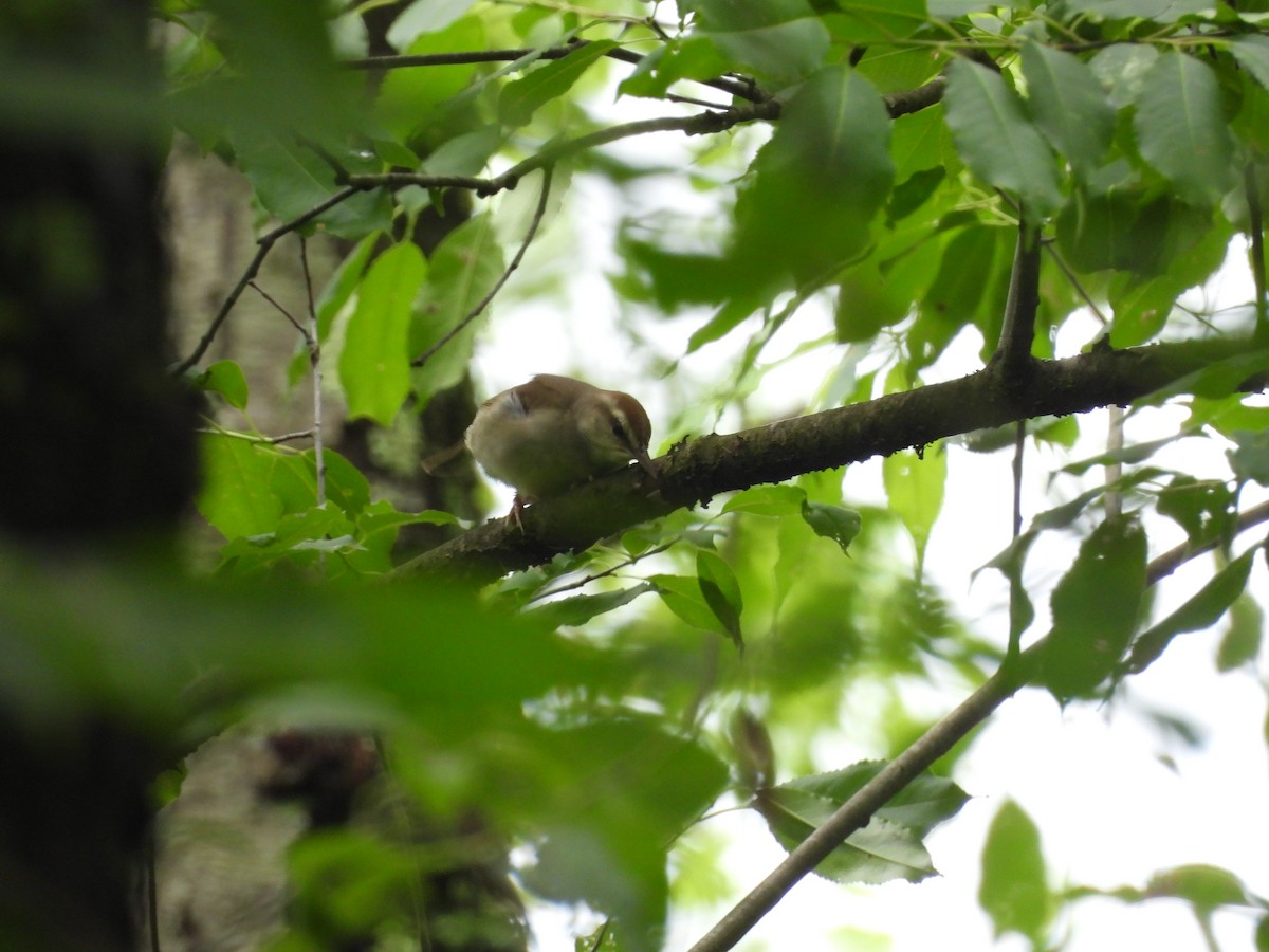 Swainson's Warbler - ML620761238